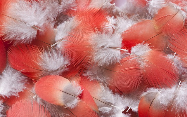 Fine feathers make fine birds-image