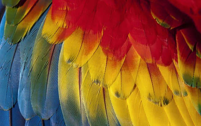 Fine feathers make fine birds-image